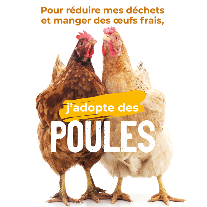 Poules_1200x1200px